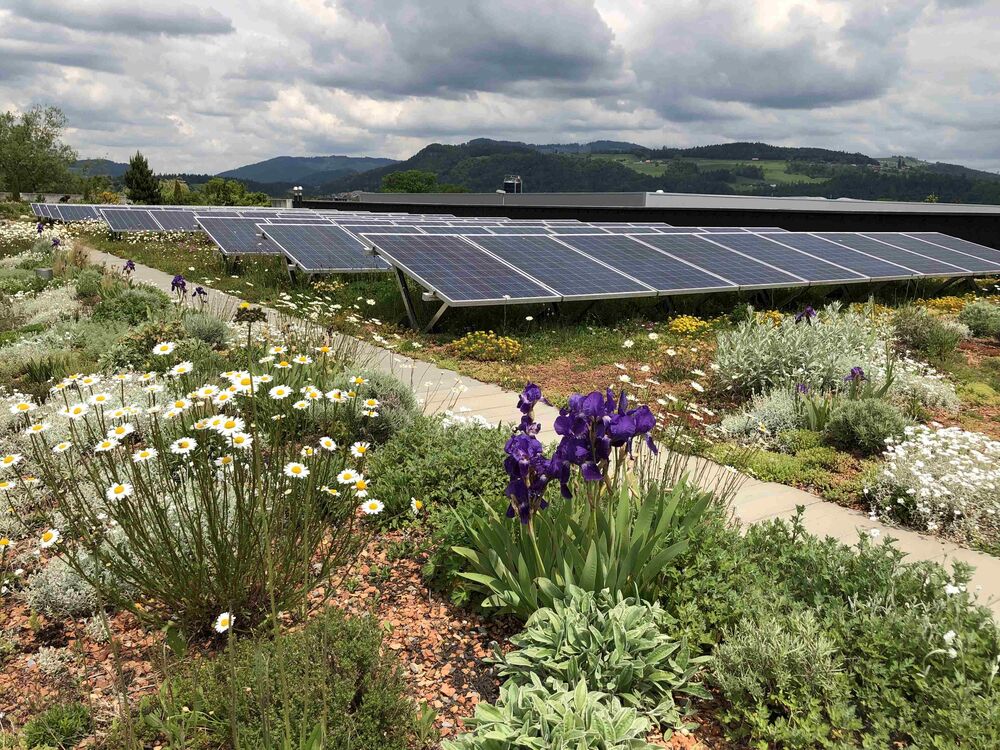 Ideale Kombination auf einem EnergieGrünDach: Begrünung, Wassermanagement und Energiegewinnung. (Foto: Contec AG)